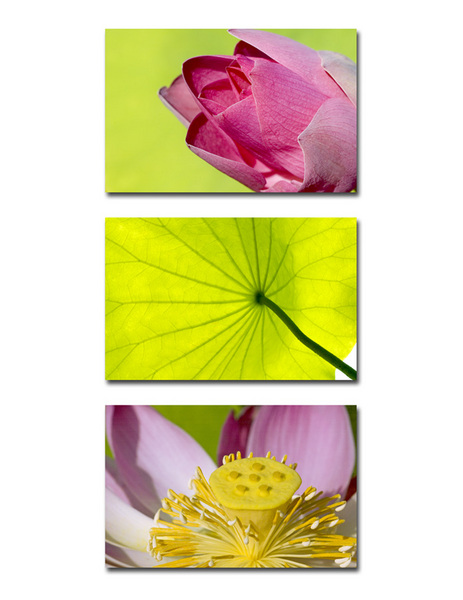 LOTUS TRIO
bud . leaf . bloom