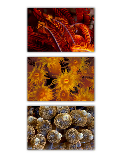 ABSTRACT SEA :: RED 
crinoid . coral . anemone